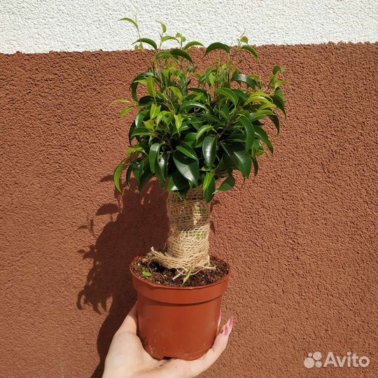 Фикус наташа