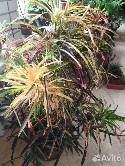 Кротон занзибар,мамми