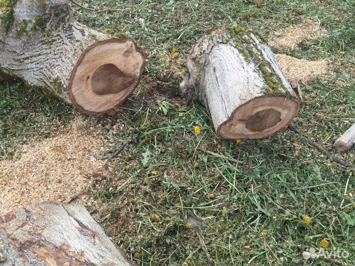 Ствол дерево крец.орех