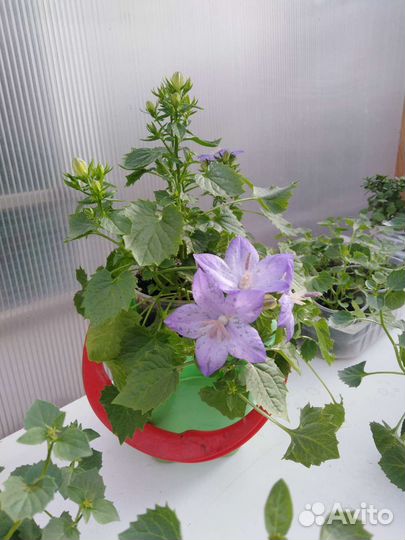 Кампанула жених и любовник