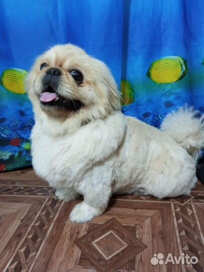 Вязка пекинес