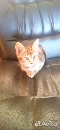 Котёнок- кошечка