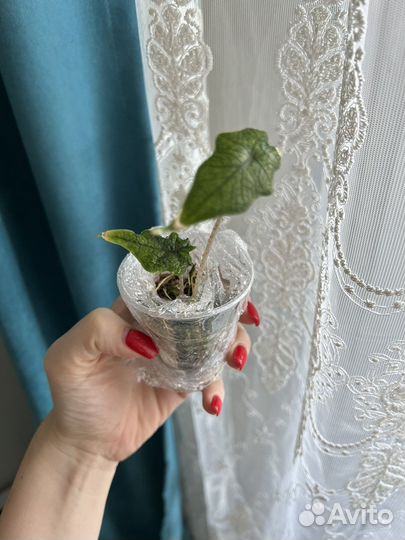 Алоказия Жаклин