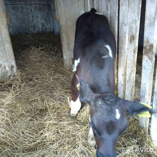 Бычки на выращивание