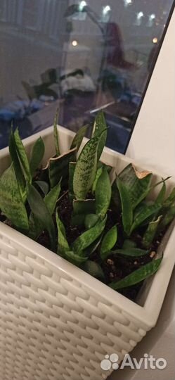 Замиокулькас, сансевиерия, хлорофитум, алоэ