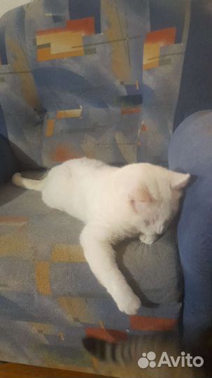 Кот в хорошие руки