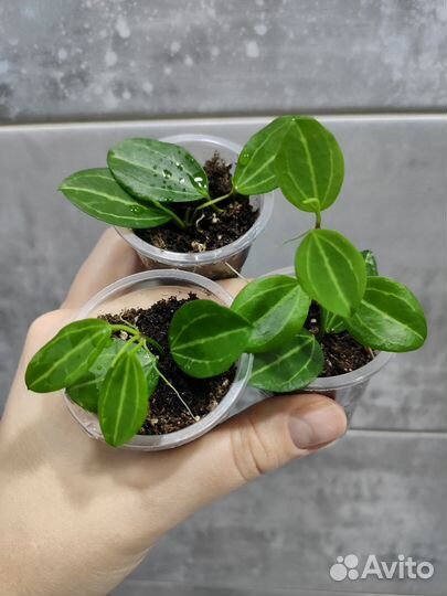 Дисхидия Овата