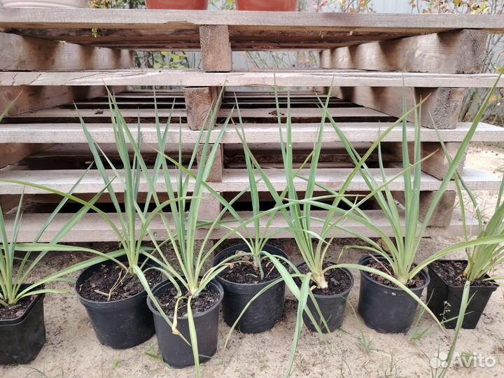 Юкка нитчатая садовая. Саженцы