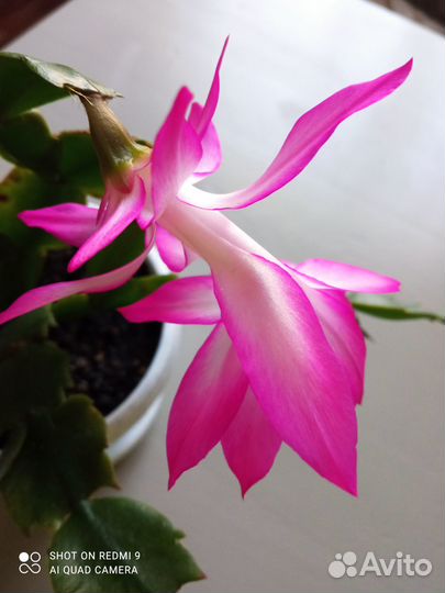 Декабрист шлюмбергера