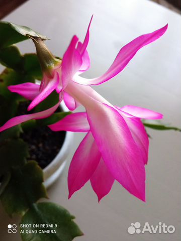 Декабрист шлюмбергера