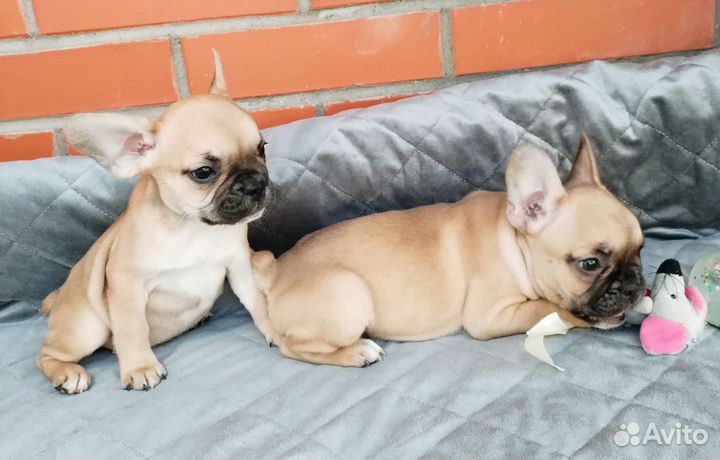 Щенки французского бульдога