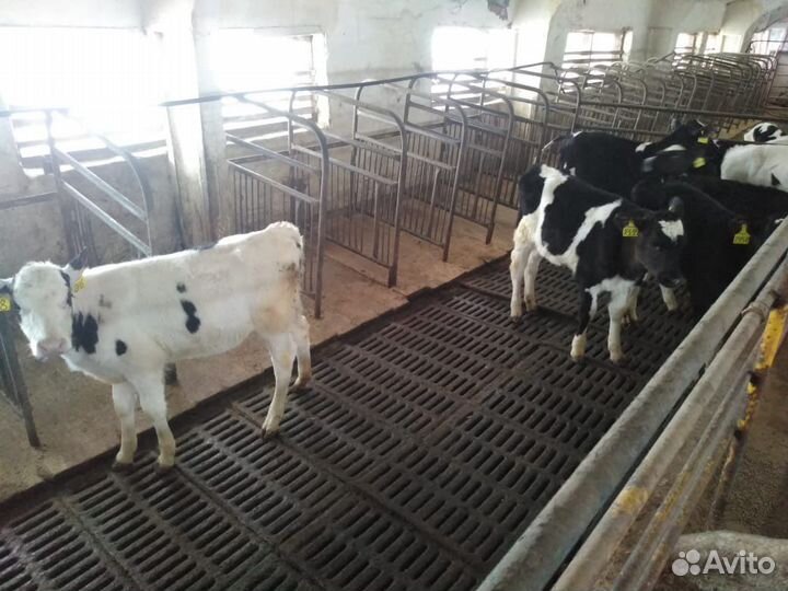 Бычки Телята