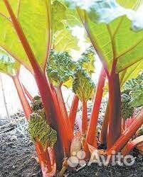 Ревень саженцы-корневище сорт: Обский