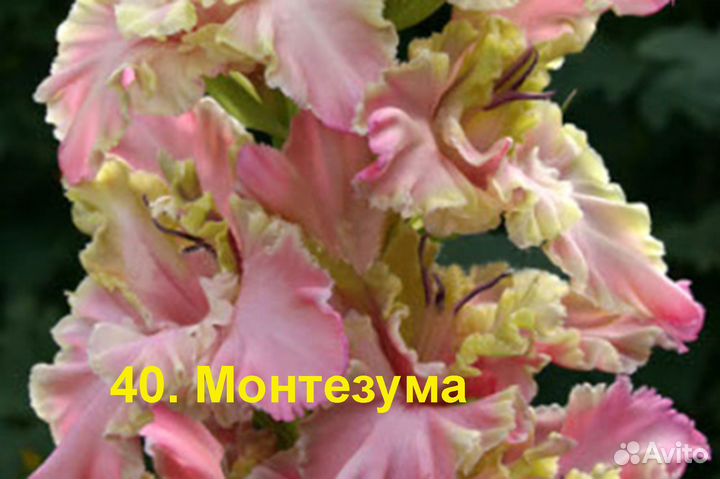 Гладиолусы луковицы №1