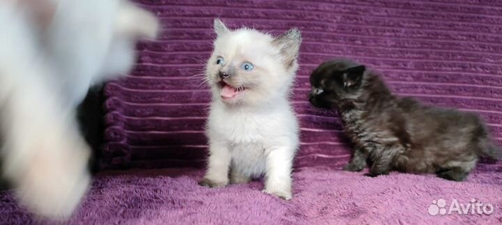 Котята в добрые руки