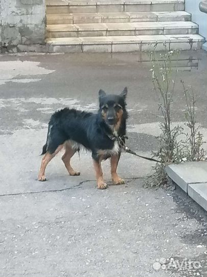 Выгул собак