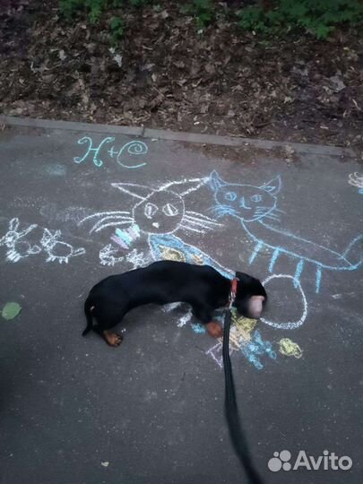 Щенок таксы в добрые руки