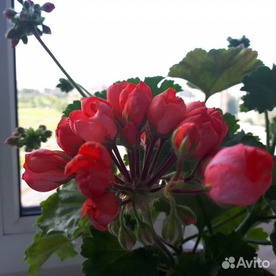 Пеларгония герань