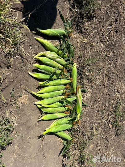 Кукуруза в початках