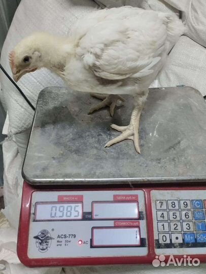 Цыплята бройлеры