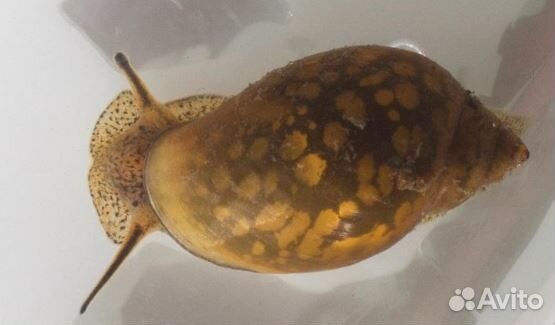 Улитки Физы бесплатно