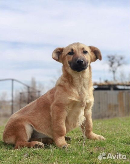 Собачка коротколапик