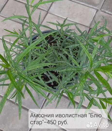 Многолетние цветы для сада