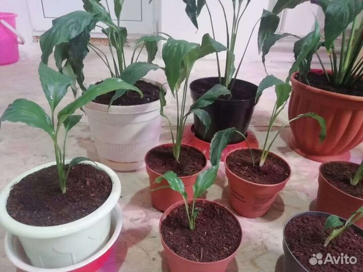 Юкка и плющ для альпийской горки, Спатифиллум