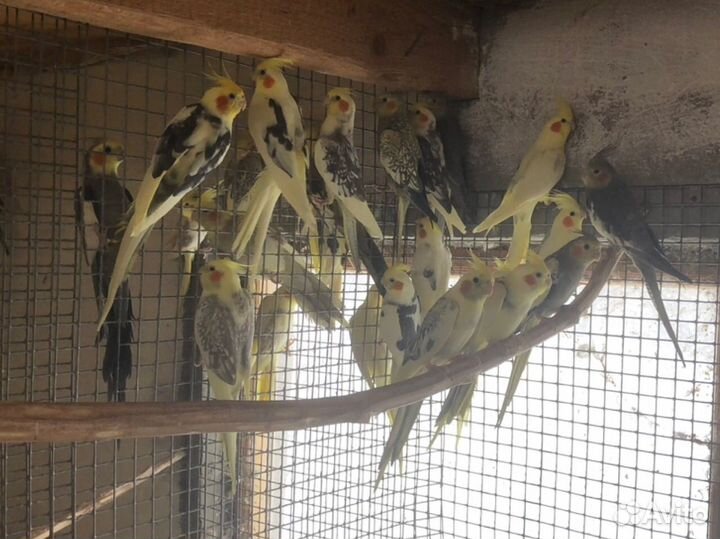 Птенцы Корелл