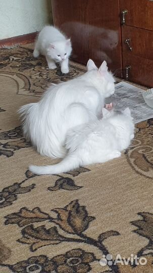 Кошечка 2 месяца