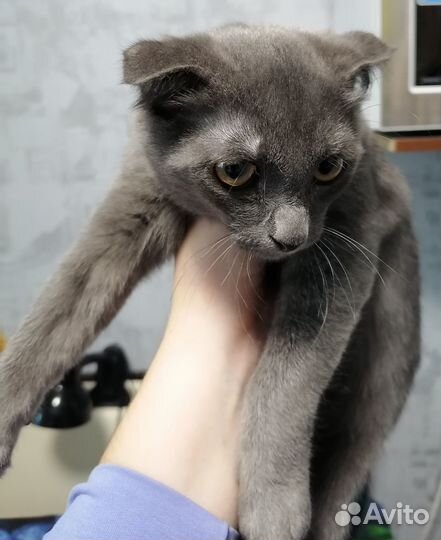 Отдам вислоухого котенка в добрые руки
