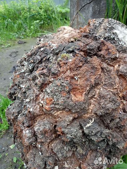 Березовый кап, сувель