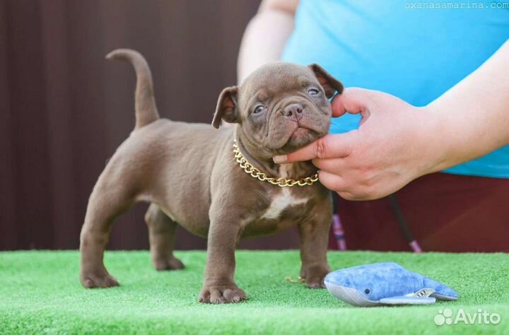 Щенки Американского булли микро