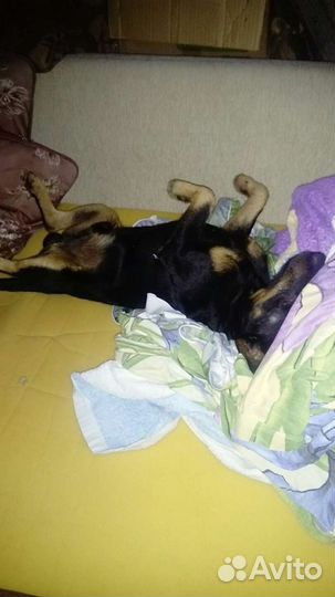 Ищем девочку. Ягд терьер. мальчик