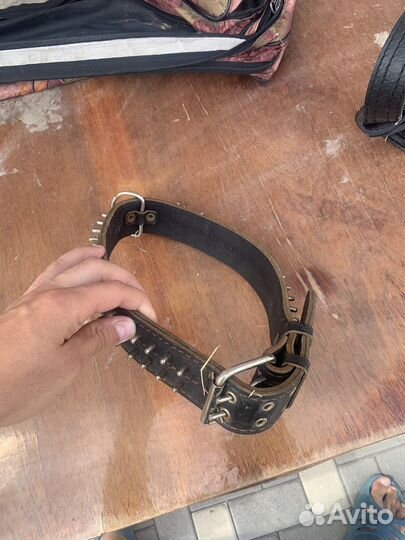 Шлейка для крупных собак и ошейник