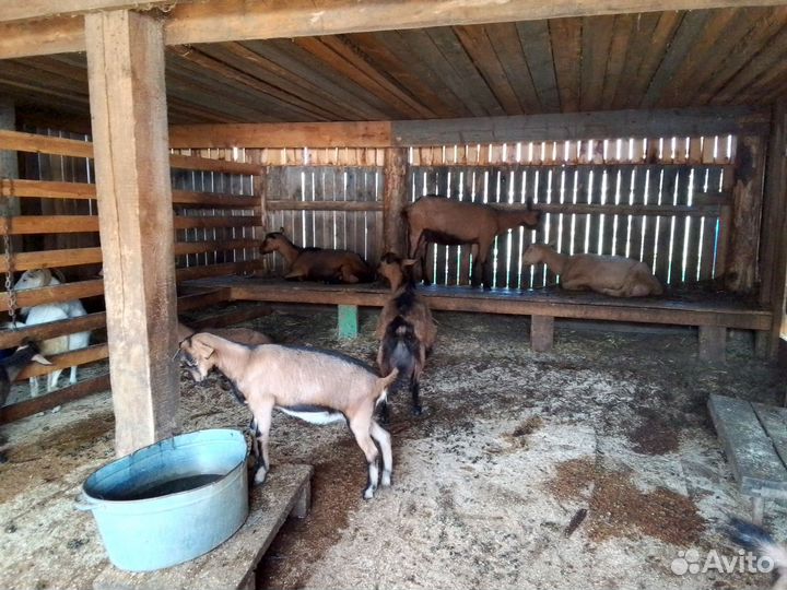 Козы Чехи Дойные