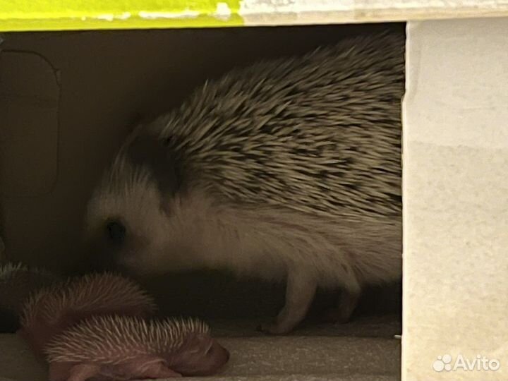 Африканский карликовый еж