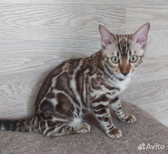 Бенгальская