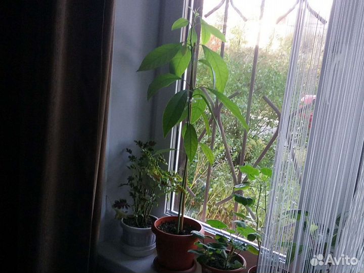 Комнатные цветы