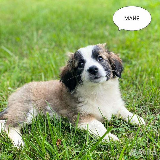 Малыши коротколапики 2,5 мес