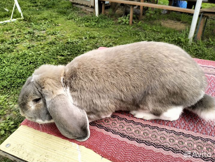 Крупные породы кролики мясные