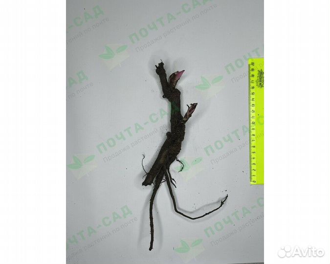 Пион-ито Pastel Splendor