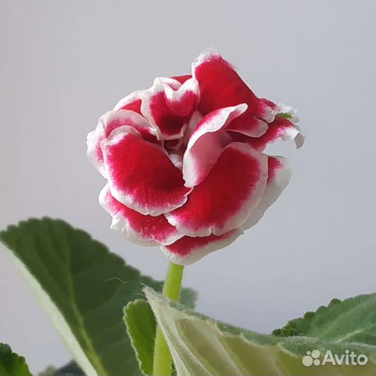 Глоксиния махровая