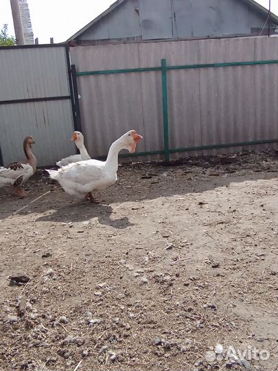 Холмогорские гуси