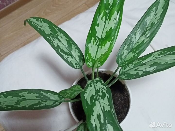 Спатифиллум Домино и другие цветы