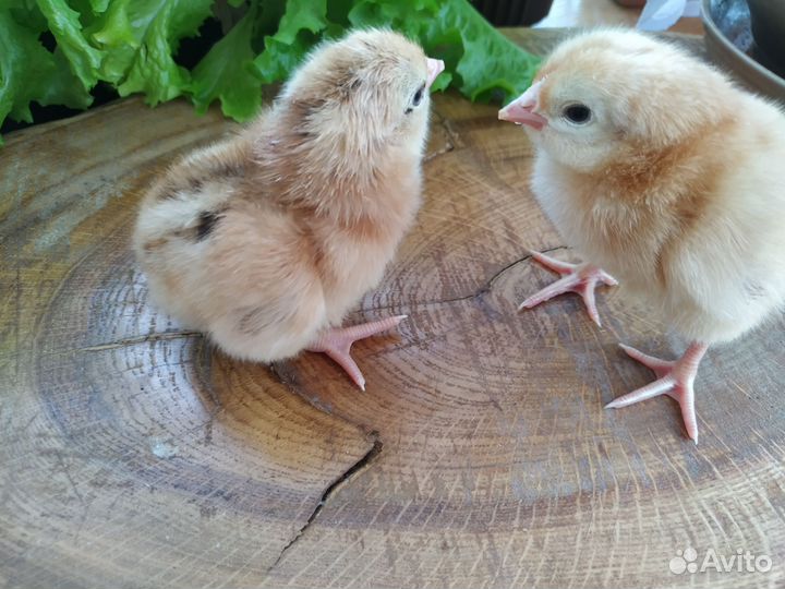 Цыплята цветной бройлер (несушки)