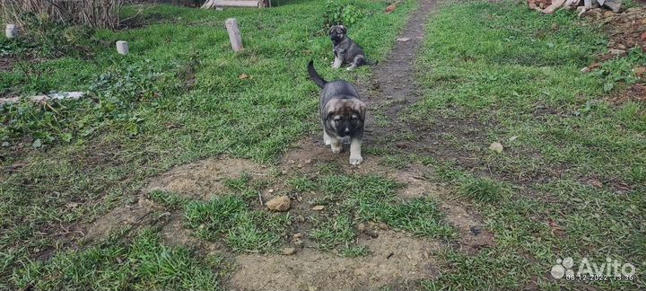 Щенки Восточно-европейская овчарка