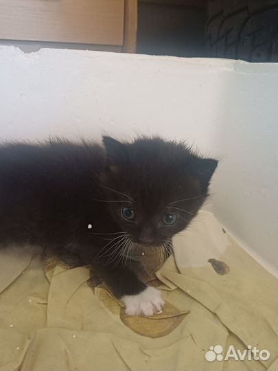 Черно-белый котенок мальчик