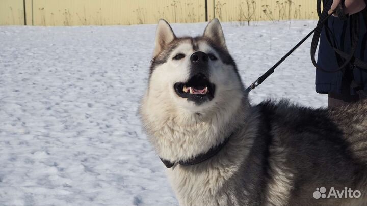 Сибирский хаски