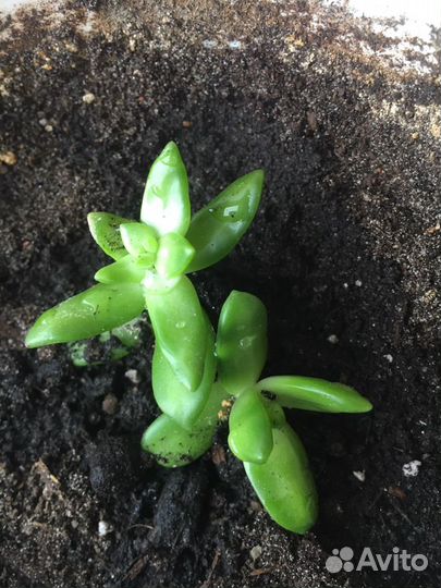 Толстянка сукулент